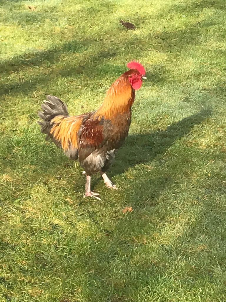 Blue French Maran (Cockerel hen chicken hens poultry) | in Ballymena