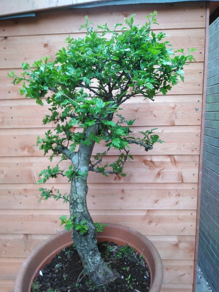 Old hawthorn yamadori bonsai tree in StokeonTrent, Staffordshire