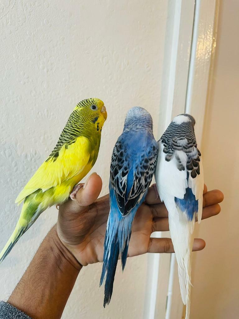 Budgie Canary And Tamed Cockatiel For Sale In Maida Vale London Gumtree