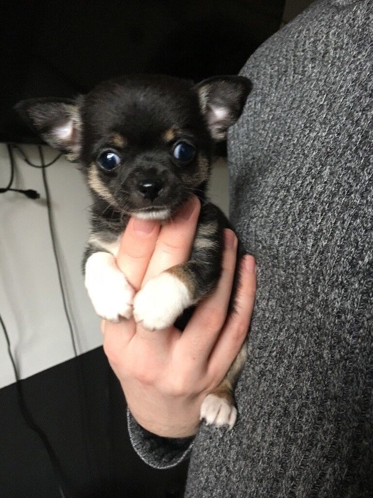 Tri coloured smooth coat chihuahua puppies in Livingston