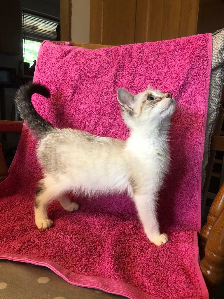 Bengal x Ragdoll kittens, 2 girls,1boy, blue eyed snow leopards READY NOW in Grantham