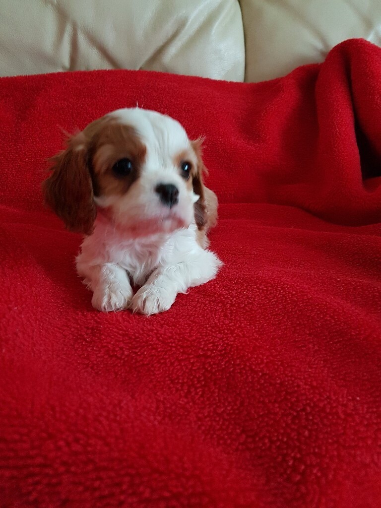 Adorable King Charles Cavalier puppies for sale in Pelsall, West