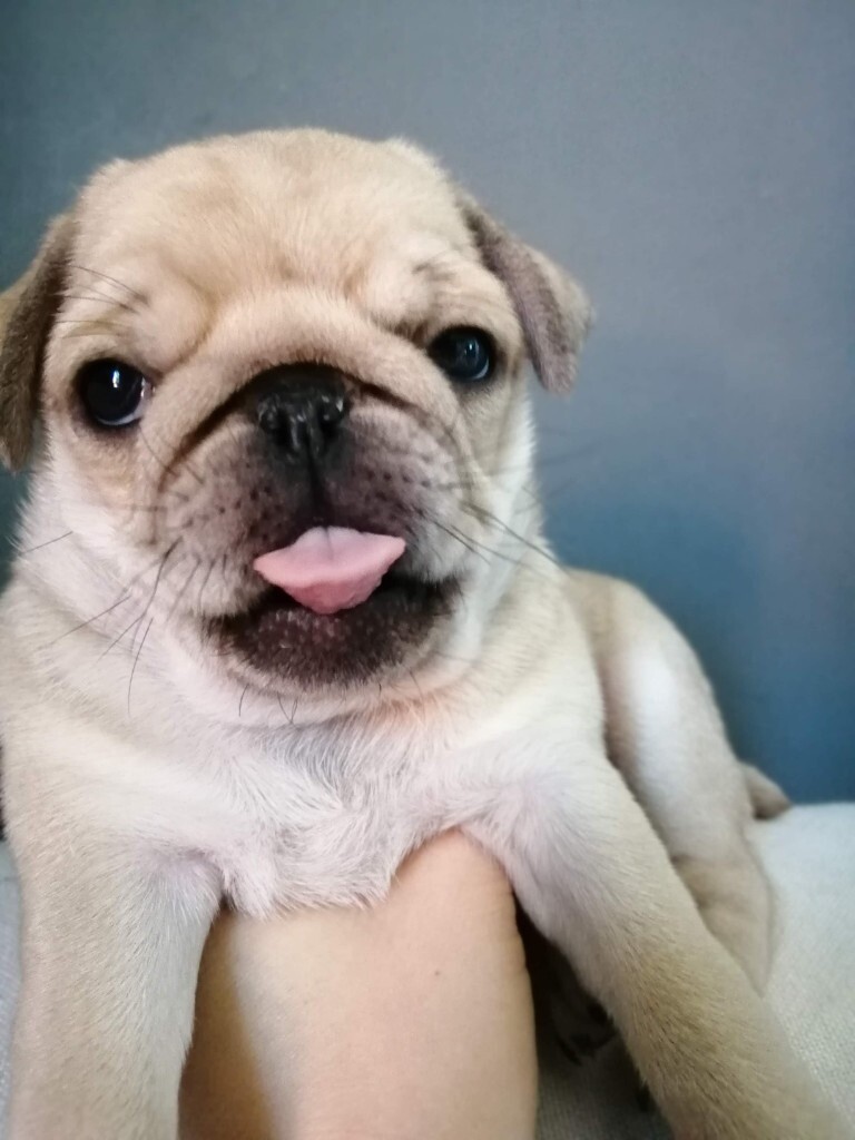 Lovely Pug Boy Puppy in Wakefield, West Yorkshire Gumtree