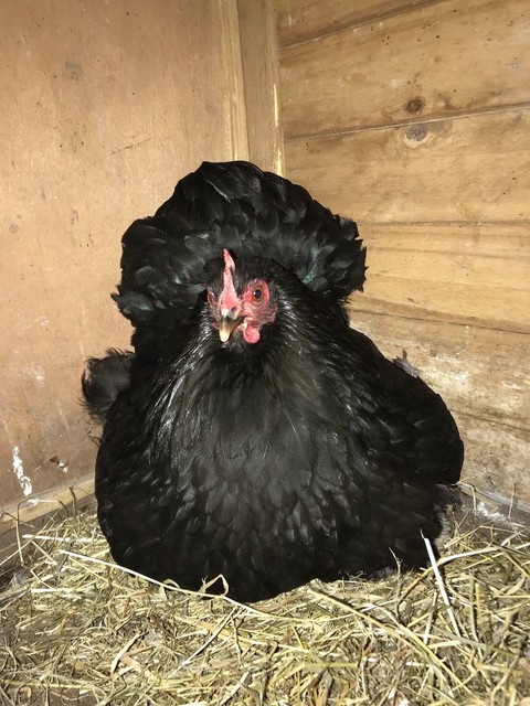 Chicken With 4 Chicks For Sale In Ilford London Gumtree