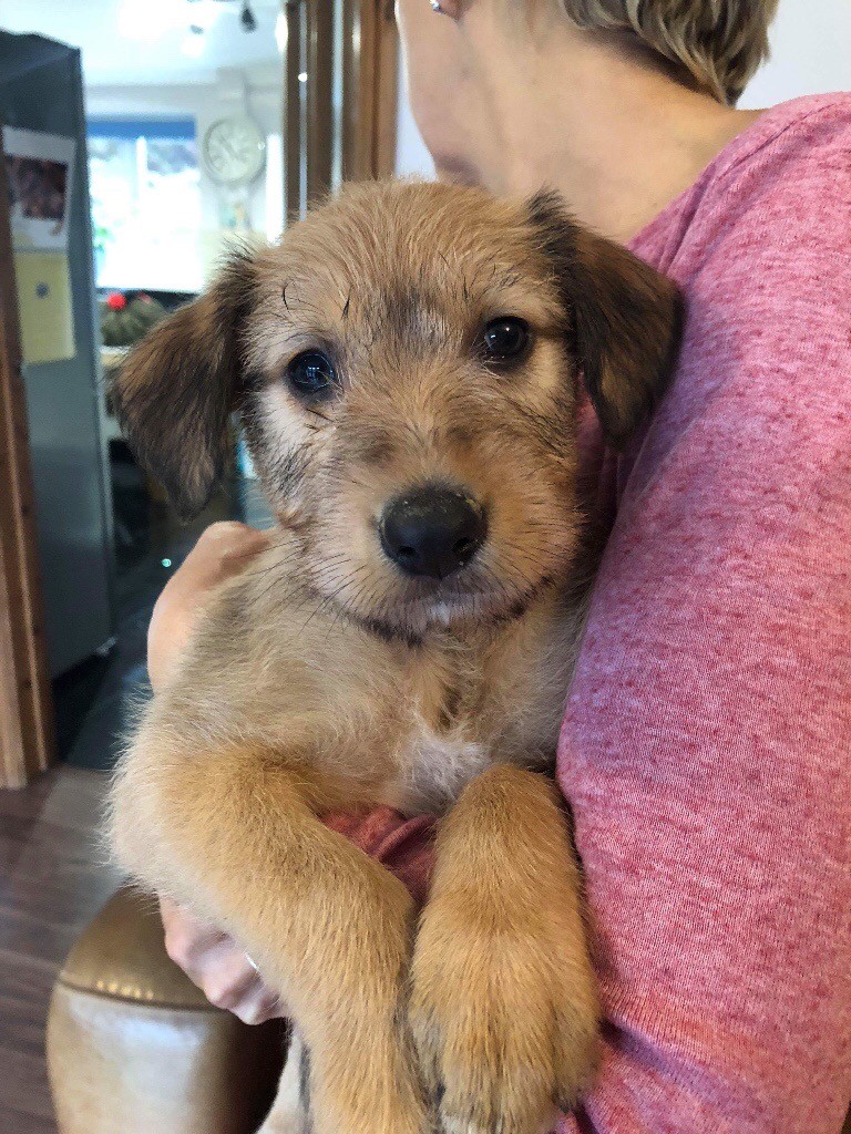 Genuine Norfolk tumbler and Smithfield Lurcher pups in Ferndale