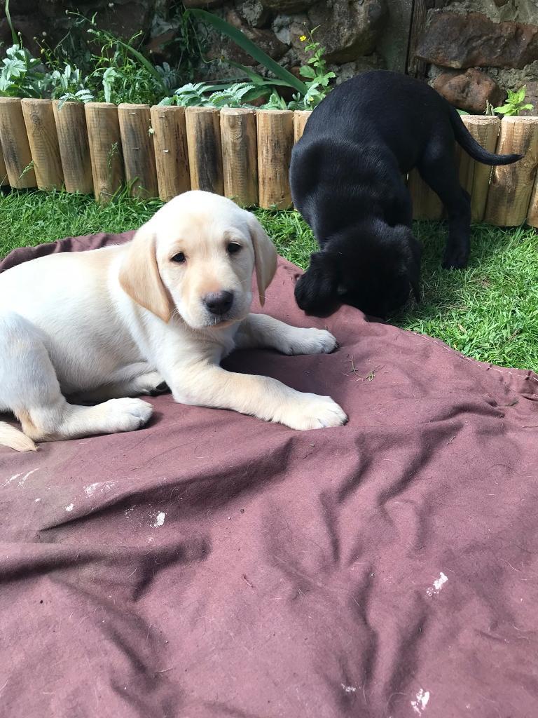 Pedigree Labrador Puppies for Sale in Lambourn, Berkshire Gumtree
