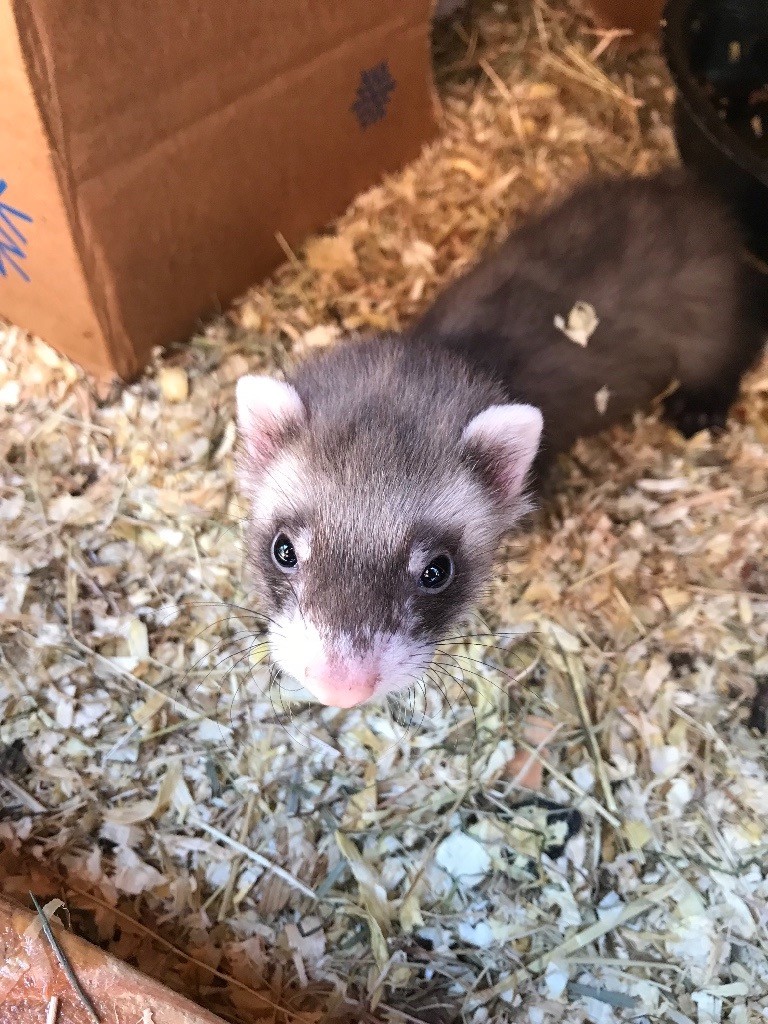 Baby ferrets for sale in Westhoughton, Manchester Gumtree