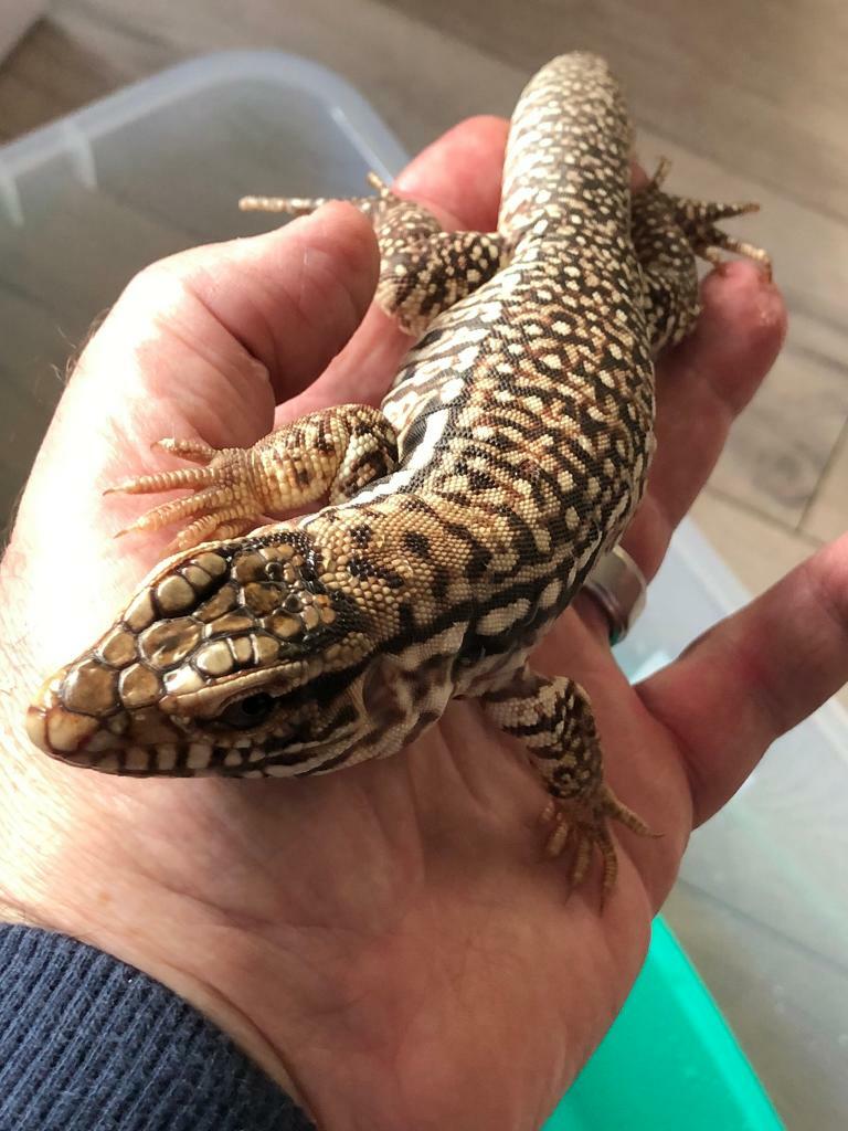 Tegu B&w young tame in Newtownabbey, County Antrim Gumtree