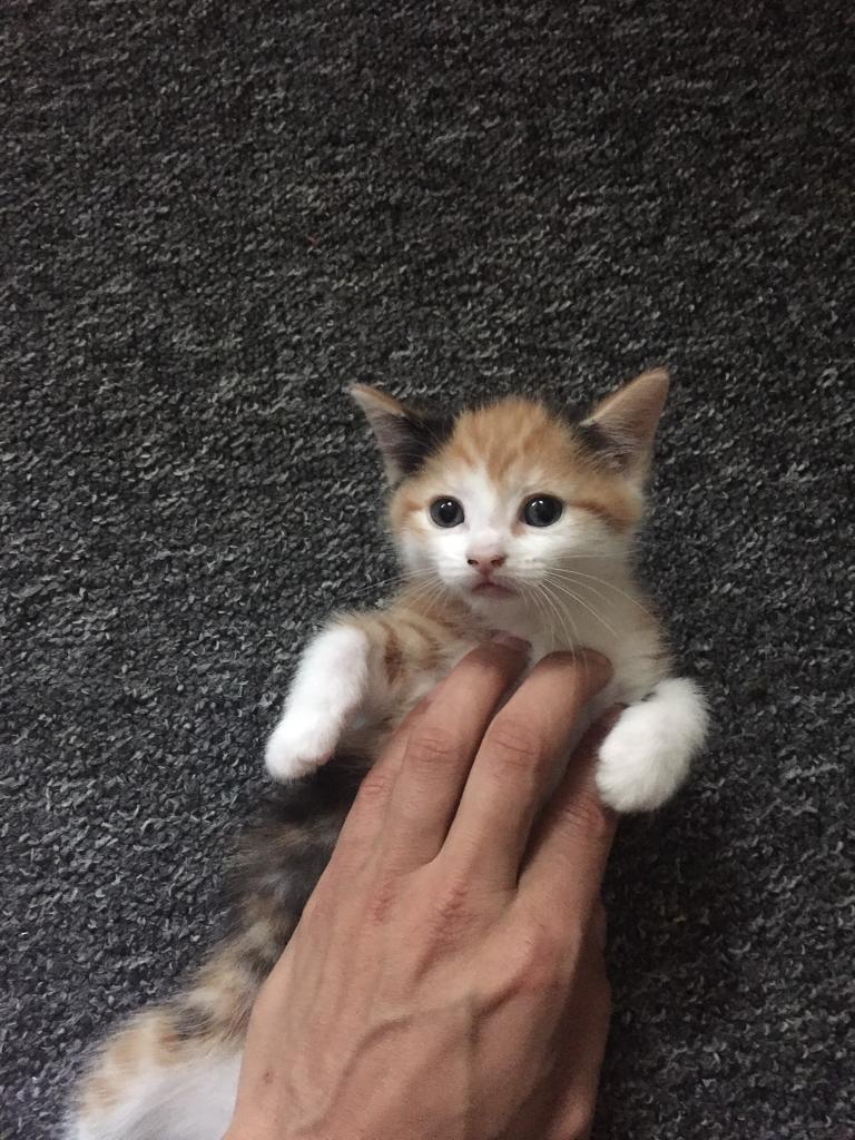 ginger mixed kitten in Cheetham Hill, Manchester Gumtree