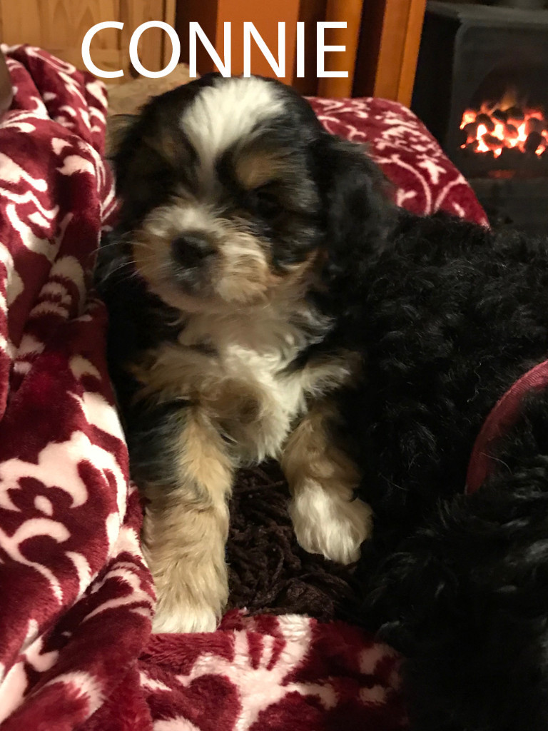 Cavachon Shih Tzu Small Breed Puppies for Sale Scunthorpe in