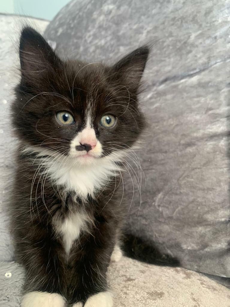 LONG HAIRED MIXED BREED BLACK AND WHITE KITTEN in Luton, Bedfordshire