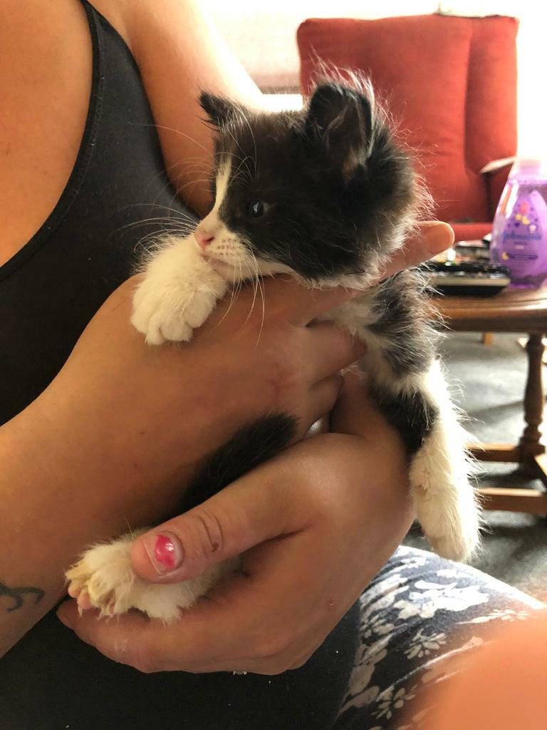 Kittens for sale in Bedford, Bedfordshire Gumtree