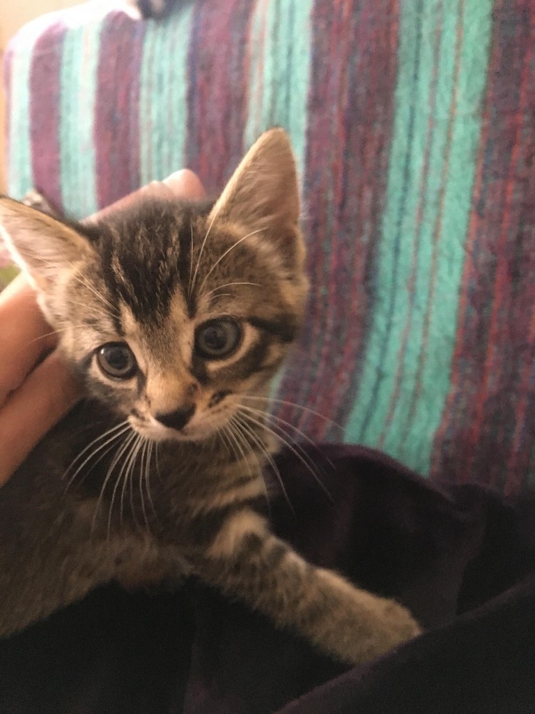 Adorable kittens looking for good homes! One black kitten left in Exeter, Devon Gumtree