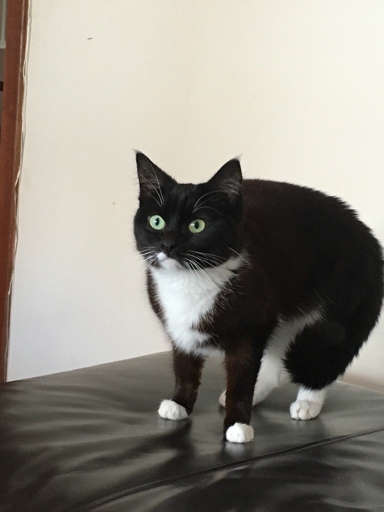 Cat to be rehomed in Falkirk Gumtree