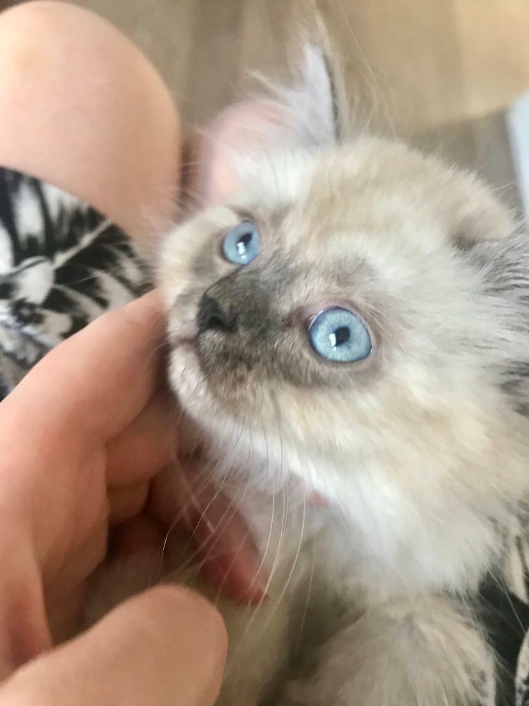 Fully Vaccinated Ragdoll Persian Kittens Ready In August in Troon