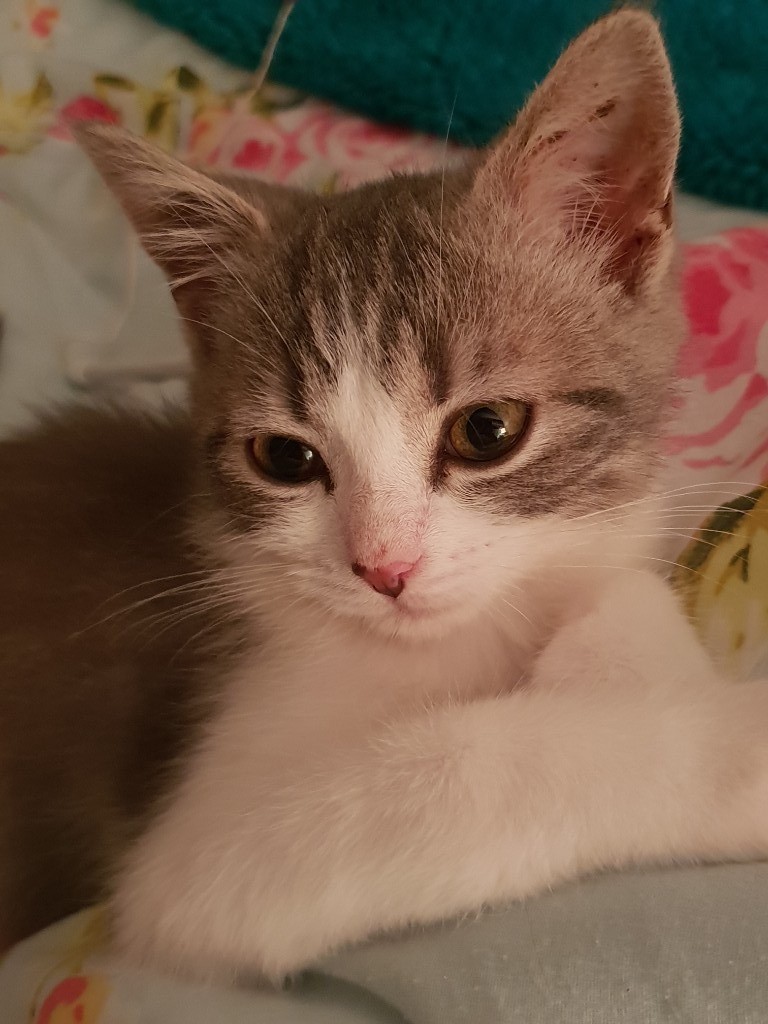 7 Month Old kitten 'Cosmo' in Norwich, Norfolk Gumtree