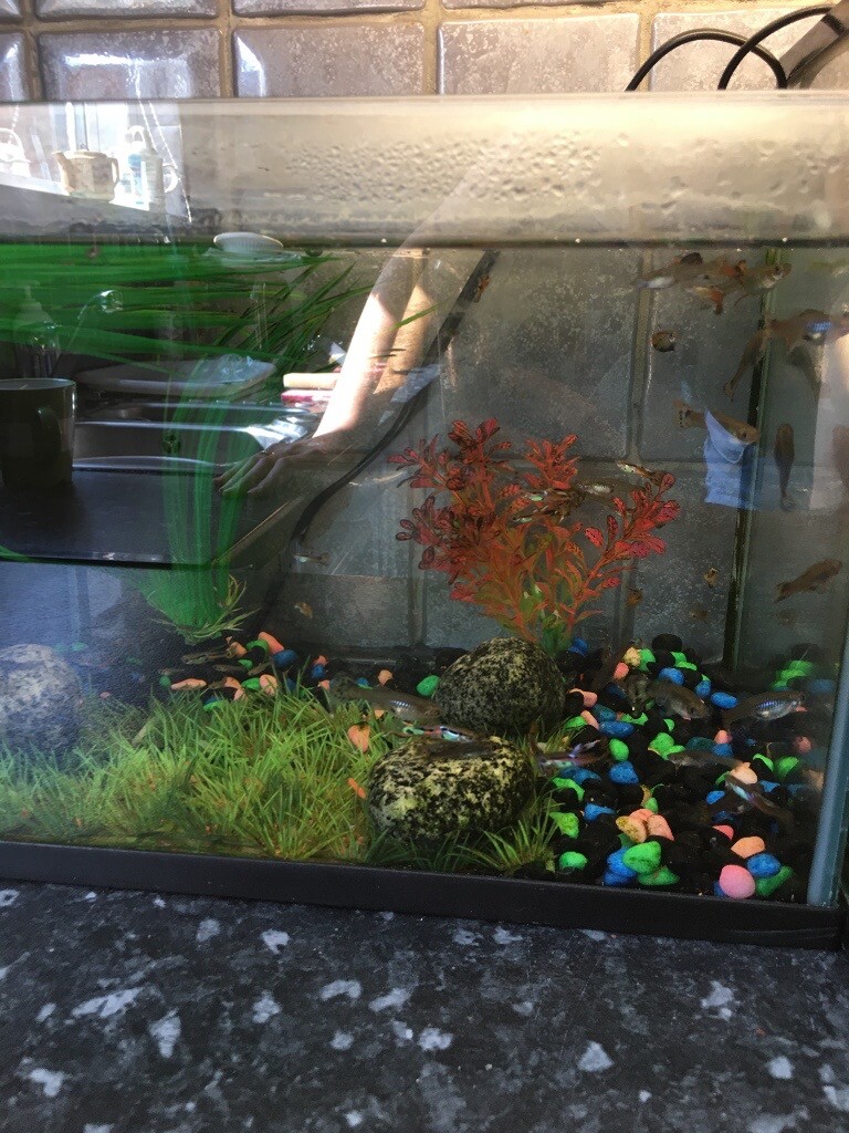 Fish tank set up in Ipswich, Suffolk Gumtree