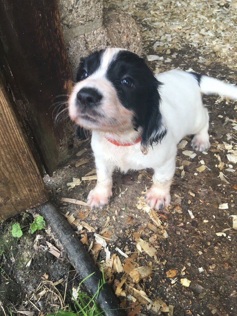 Sprocker puppies for sale in Romsey, Hampshire Gumtree