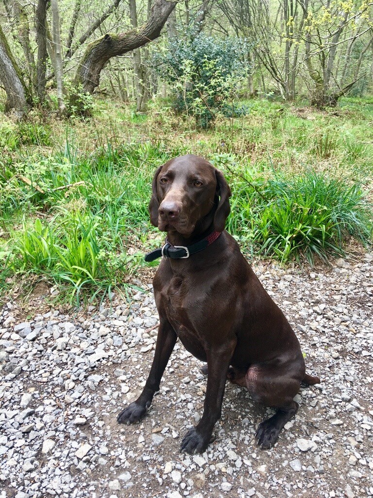 German Short Haired Pointer In Methley West Yorkshire Gumtree