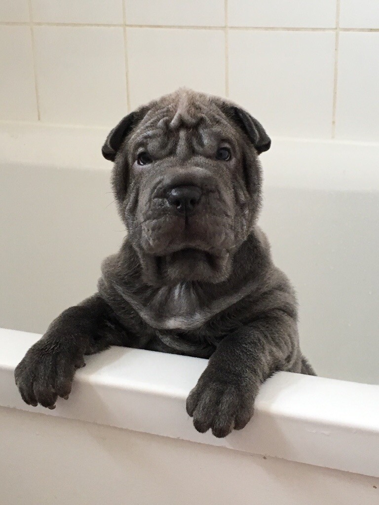 Shar Pei Puppies Blue In Bentley South Yorkshire Gumtree
