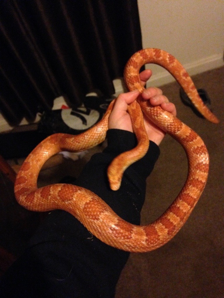 Corn Snake And Setup In Lanark South Lanarkshire Gumtree