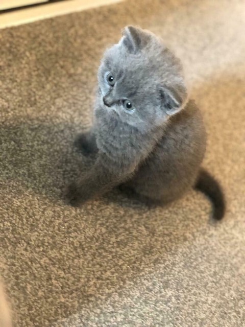 British Shorthair Kittens For Sale Blue And