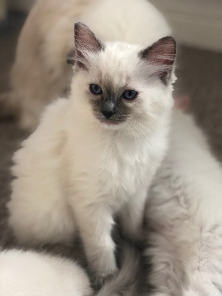 3 Pedigree Ragdoll kittens ready to go in Chatham, Kent Gumtree