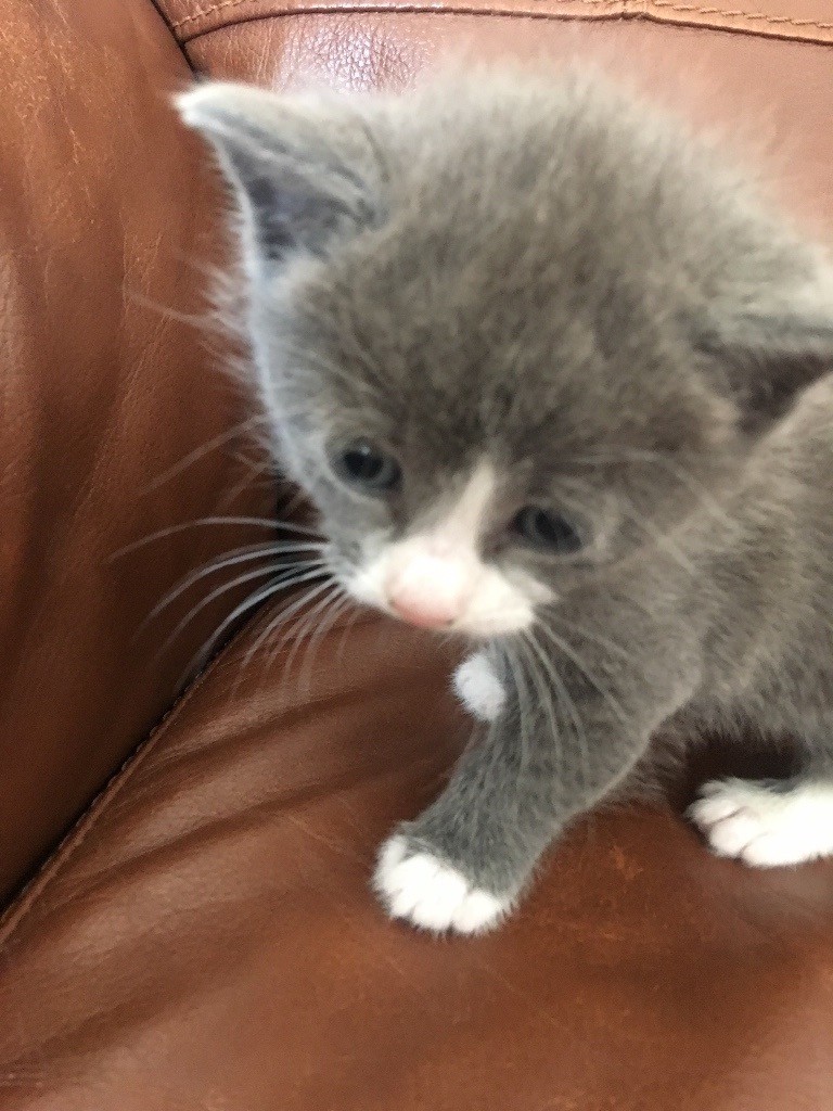 Grey and blue eyes kittens for sale in Trumpington, Cambridgeshire