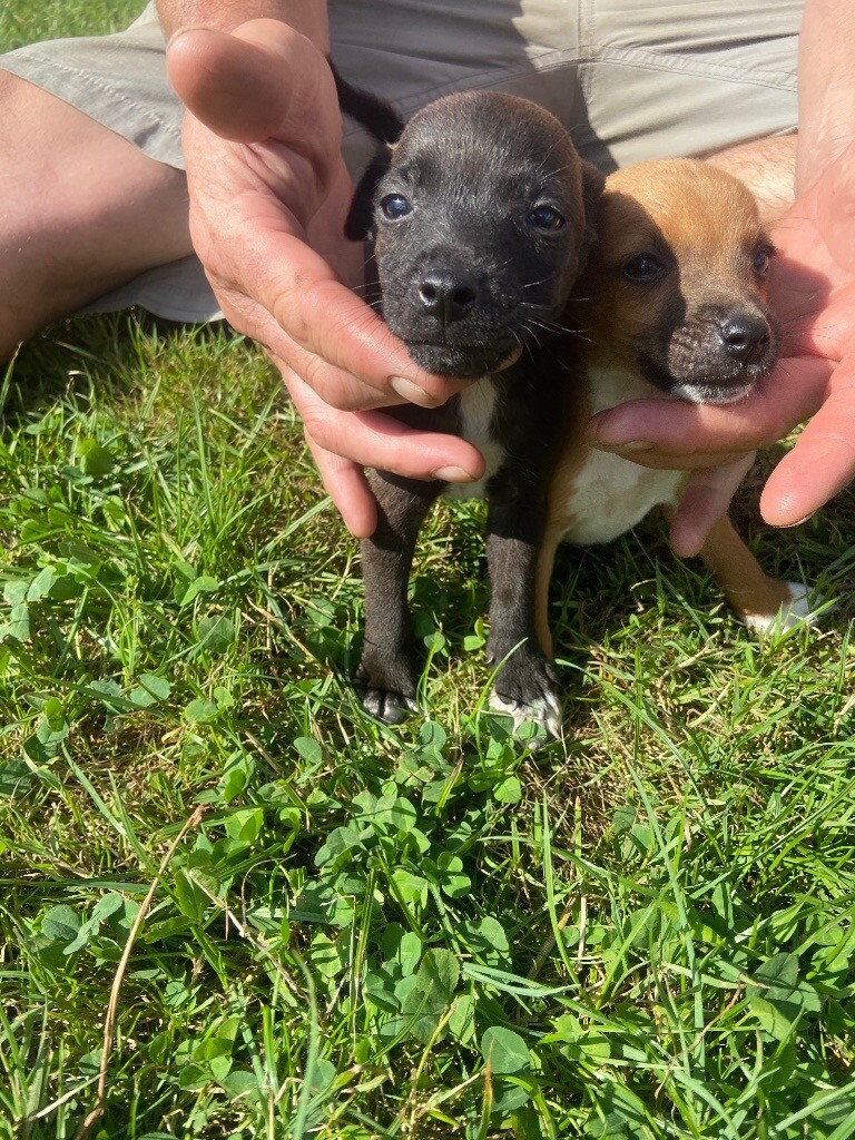 Stunning litter of miniature jack Russel puppies in Winterbourne