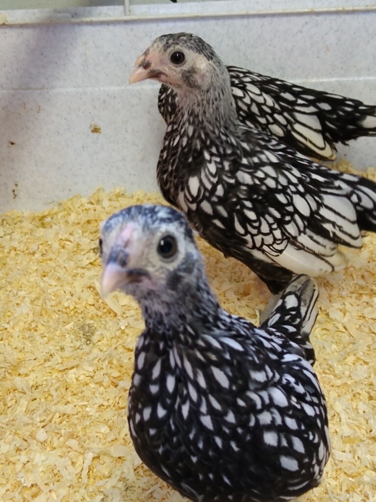 Silver sebrights bantam chickens in Norwich, Norfolk Gumtree