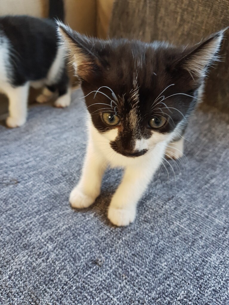 2 Female Kittens for sale SORRY ALL SOLD in Iver, Buckinghamshire