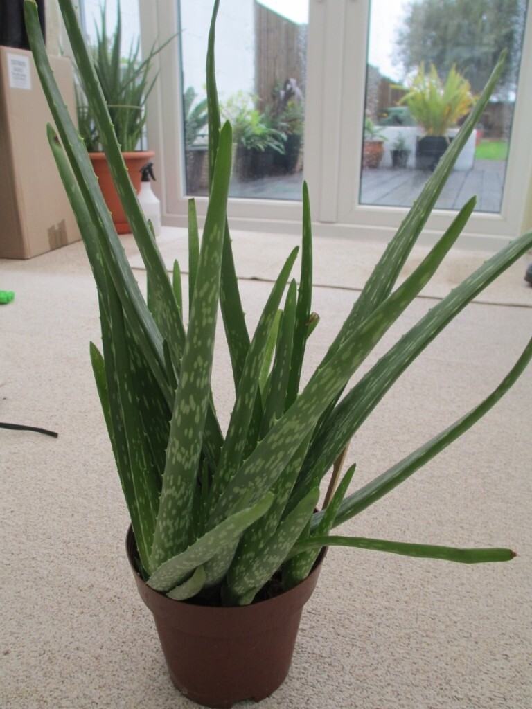 Aloe Vera Plants For Sale in Emsworth, Hampshire Gumtree