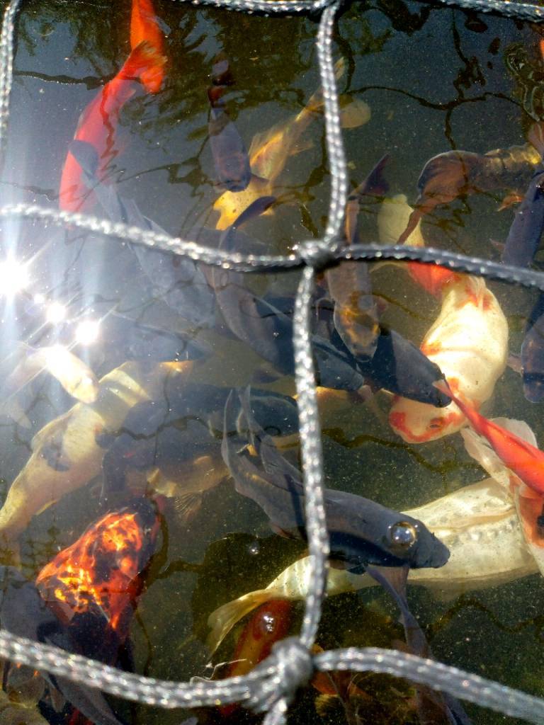 Baby koi carp and gold fish in Sudbury, Suffolk Gumtree