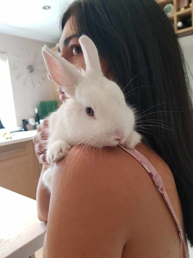 Beautiful spayed female house bunny blue eyed fully white Netherland