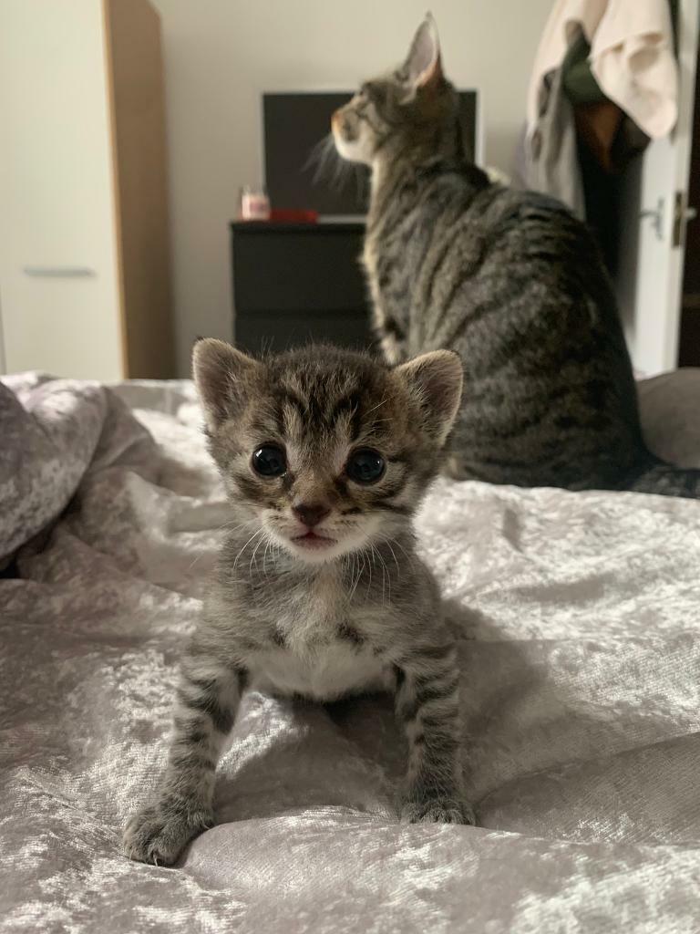 Mother cat and 2 month old kitten for sale. in Aberdeen Gumtree