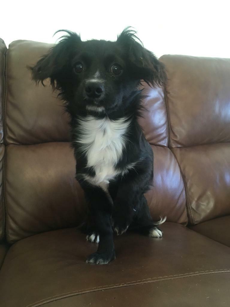 Cavalier King Charles X Chihuahua in Strabane, County Tyrone Gumtree