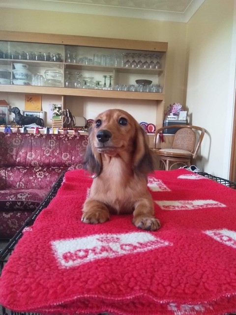 Lovely Miniature Long Haired Dachshund Puppy In Cardigan