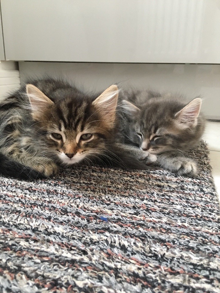 1 beautiful kitten left for sale. 1 boy. in Highwoods