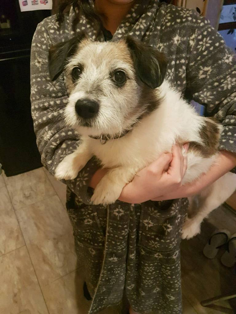10 Year Old Jack Russell Male in Sheffield, South Yorkshire Gumtree