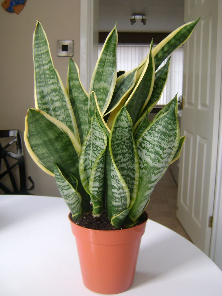 Sansevieria (Mother in laws tongue) pot plant for sale in Sandwell, West Midlands Gumtree