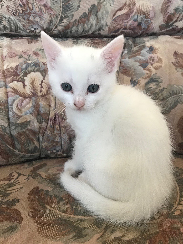 3 Beautiful kittens for sale in Hull, East Yorkshire