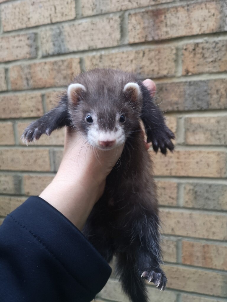 Ferret kits in SaltburnbytheSea, North Yorkshire Gumtree