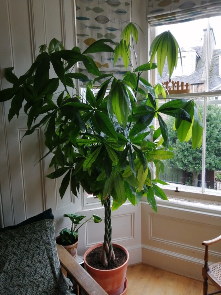 Indoor plant large, very nice. in Leith, Edinburgh Gumtree