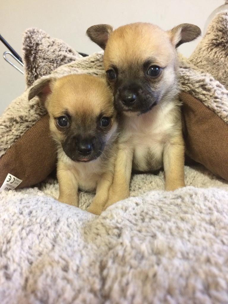 Puppies in Liverpool City Centre, Merseyside Gumtree