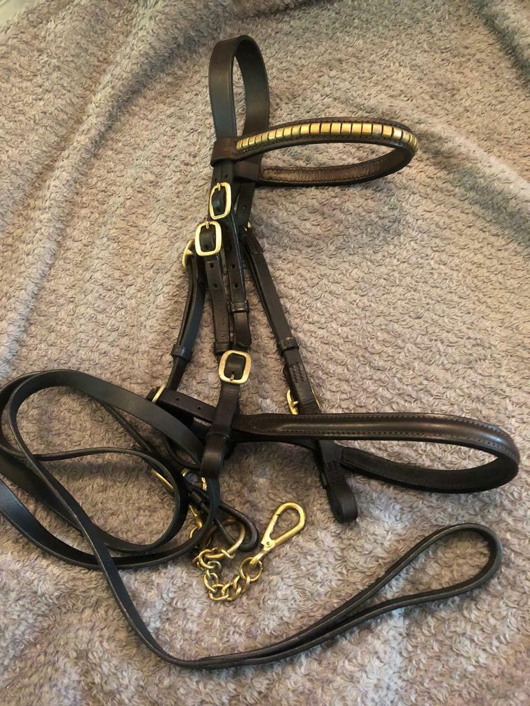 Showing in hand bridle and lead rein horse in Westbury On Trym, Bristol Gumtree