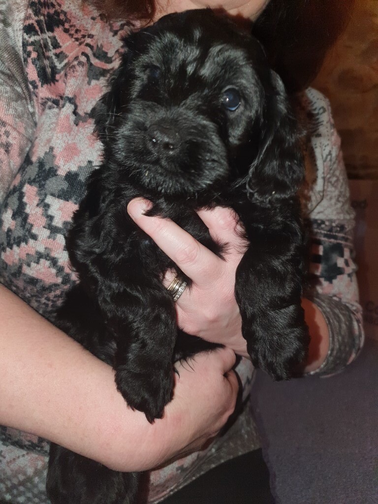 F2 cockapoo puppy in Chatham, Kent Gumtree