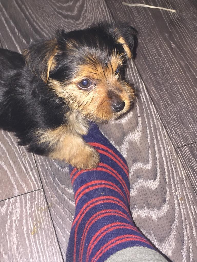 Lovely Yorkshire terrier puppies for sale in Clydebank, West