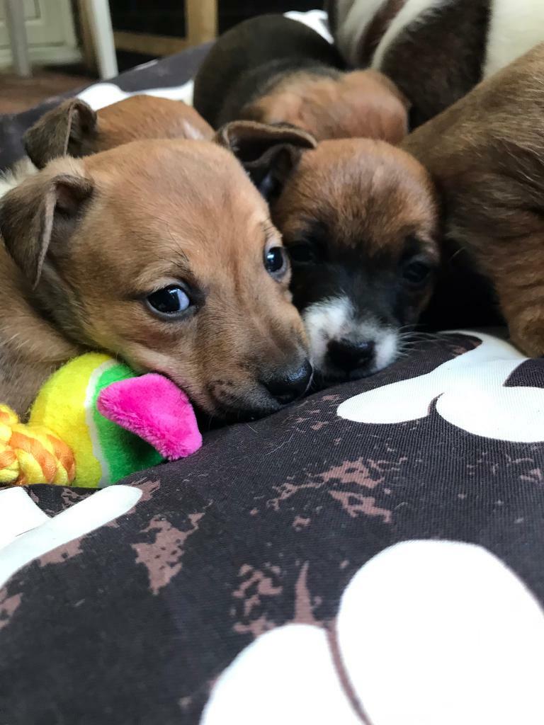 5 Beautiful Miniature Jack Russell Puppies for sale. in Clynderwen