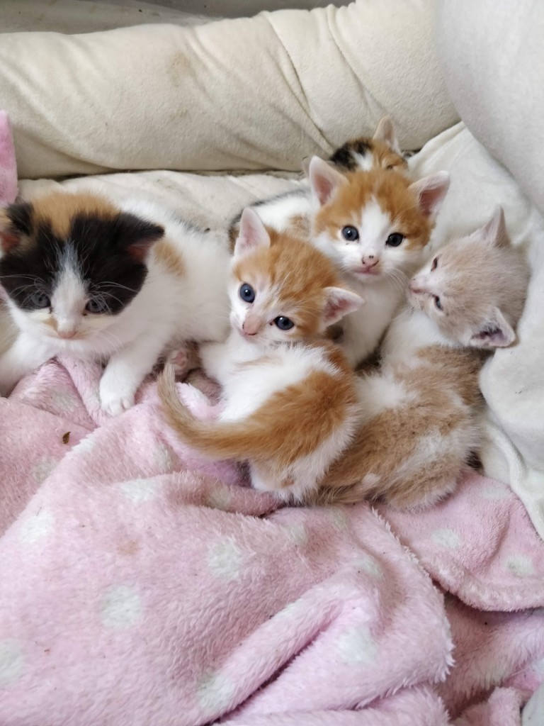 Kittens for sale! in Perry Barr, West Midlands Gumtree