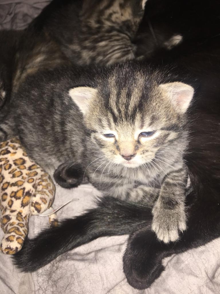 Kittens for sale! in Colwick, Nottinghamshire Gumtree